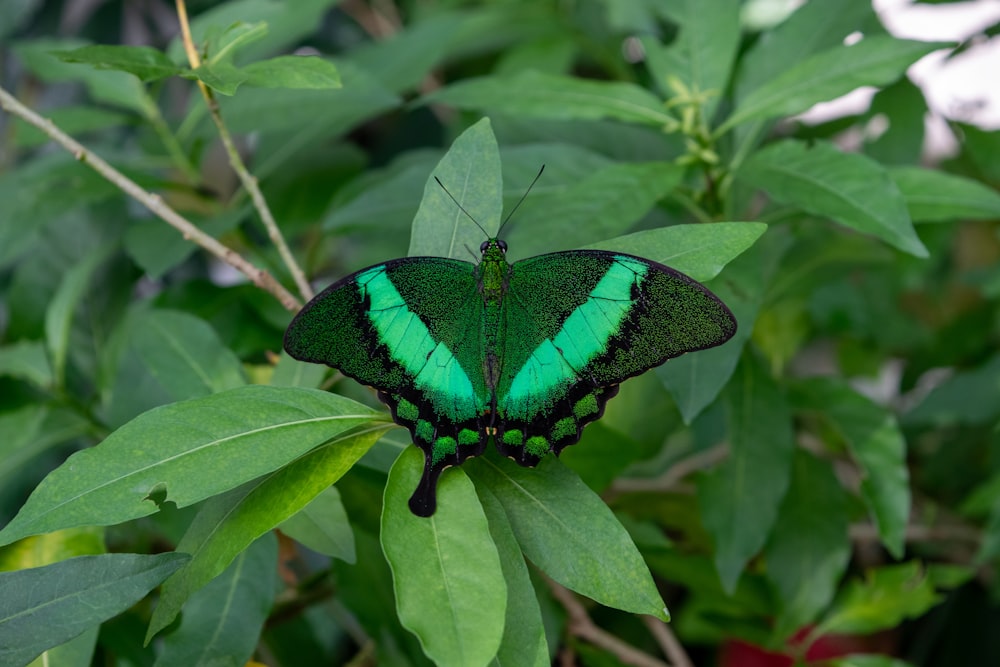 Mariposa verde y negra sobre hoja verde