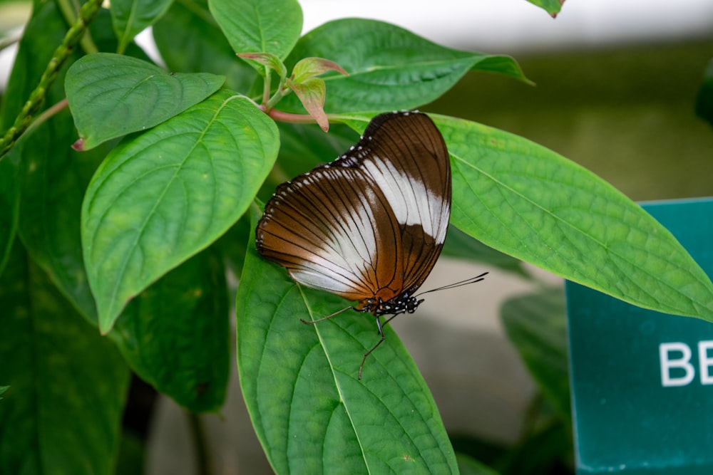 brown and black butterfly on green leaf