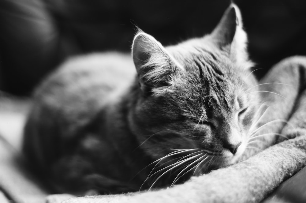 a black and white photo of a cat sleeping on a blanket