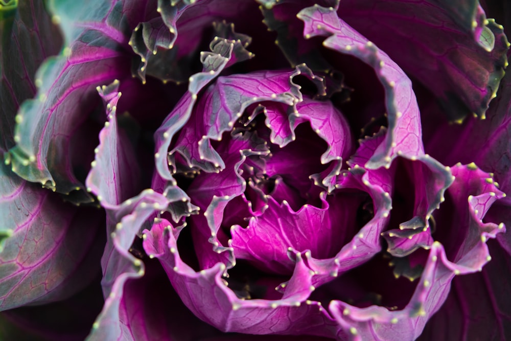 purple and white flower petals