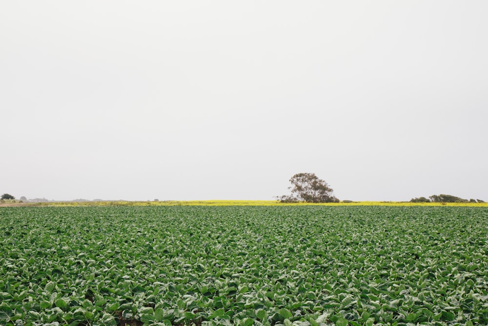 green plant field under white sky during daytime