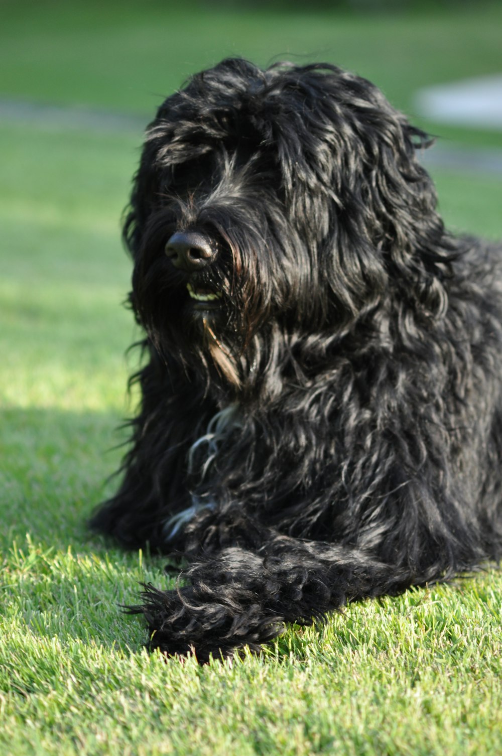black long coat large dog lying on green grass field during daytime