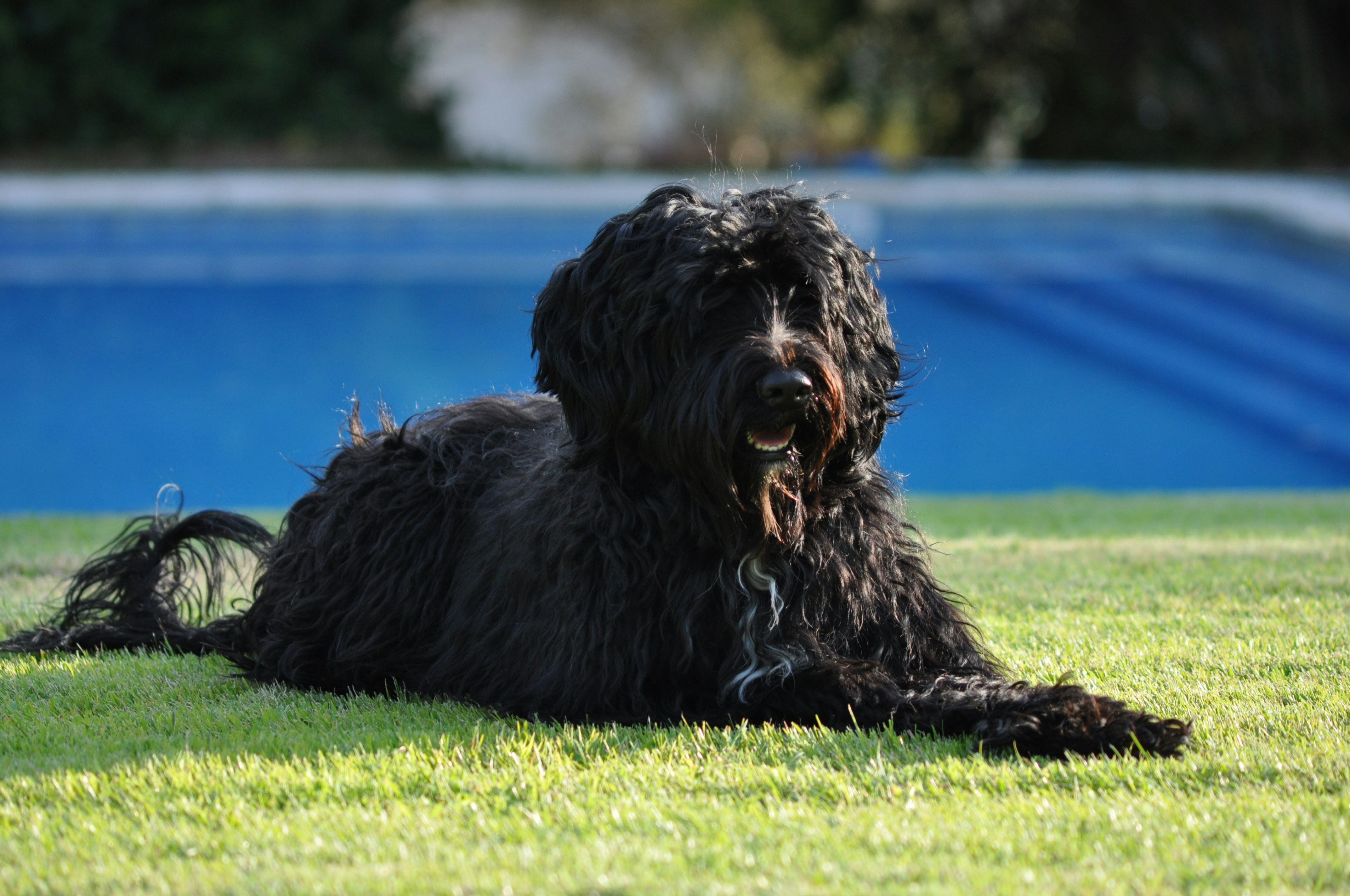 How Much Portuguese Water Dog Cost