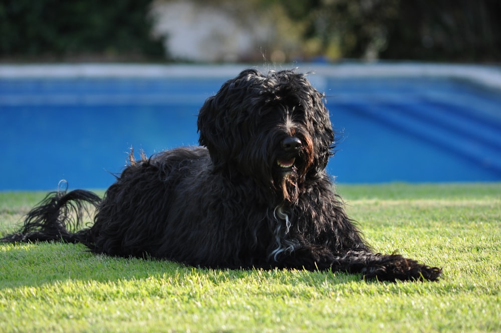 black long coated dog lying on green grass field during daytime