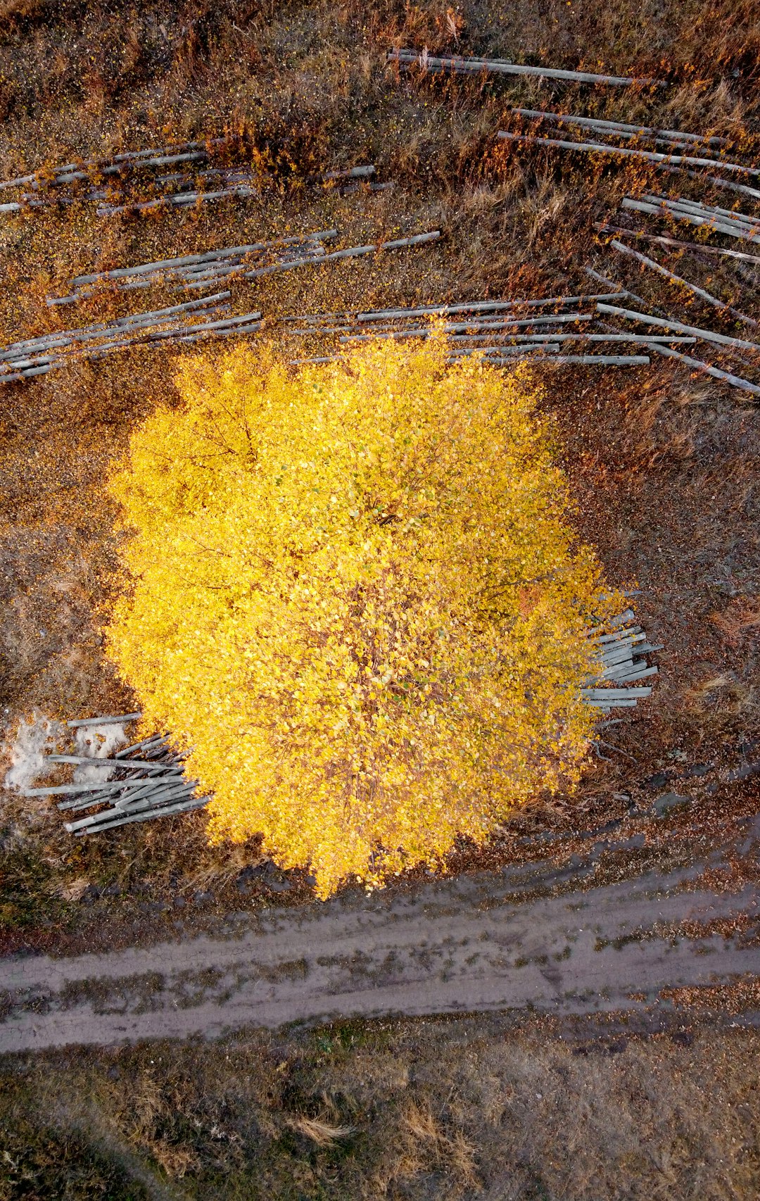 yellow leaves on brown soil