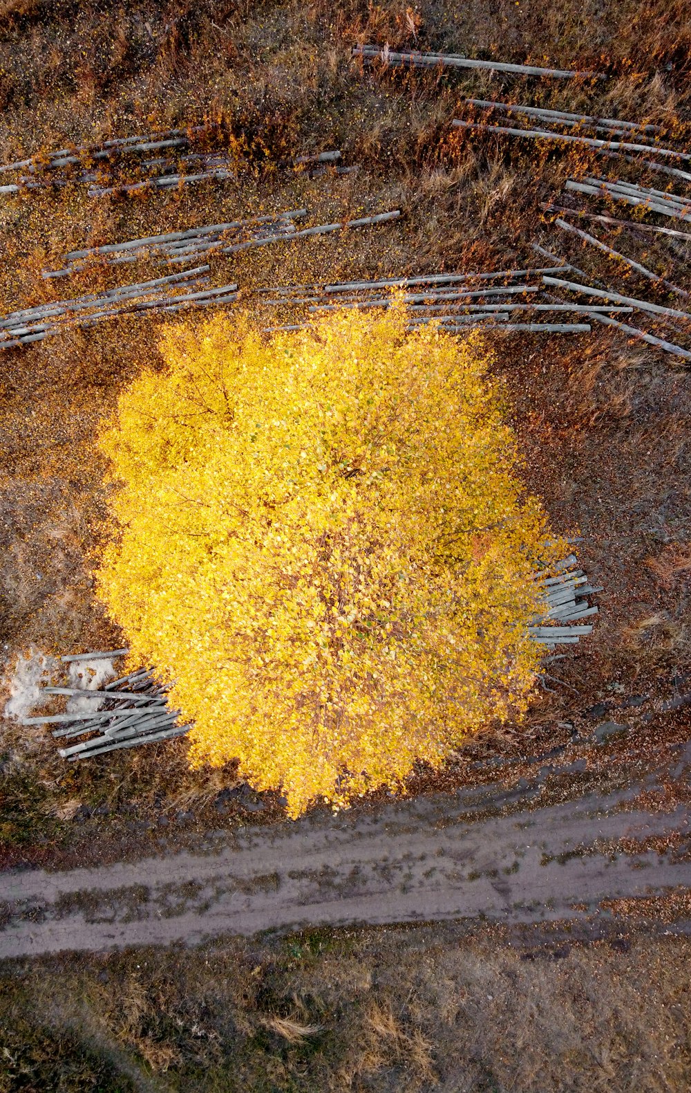 yellow leaves on brown soil