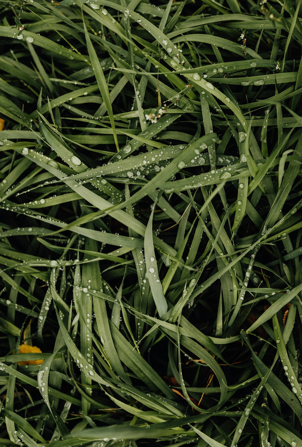 un mucchio di erba verde con gocce d'acqua su di esso