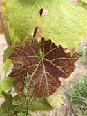 Fresh grape leaves displayed on a wooden table.