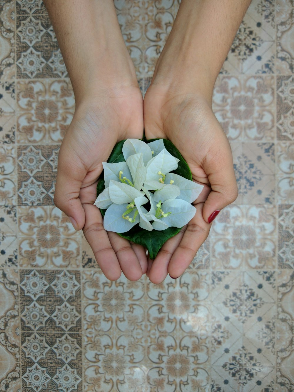 white flower on persons hand