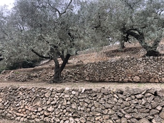A terraced landscape features several olive trees growing on stone-walled terraces. The walls are made of stacked stones, creating a natural, rustic look. The trees have twisted trunks and silvery-green leaves. The ground is earthy, with patches of grass visible.