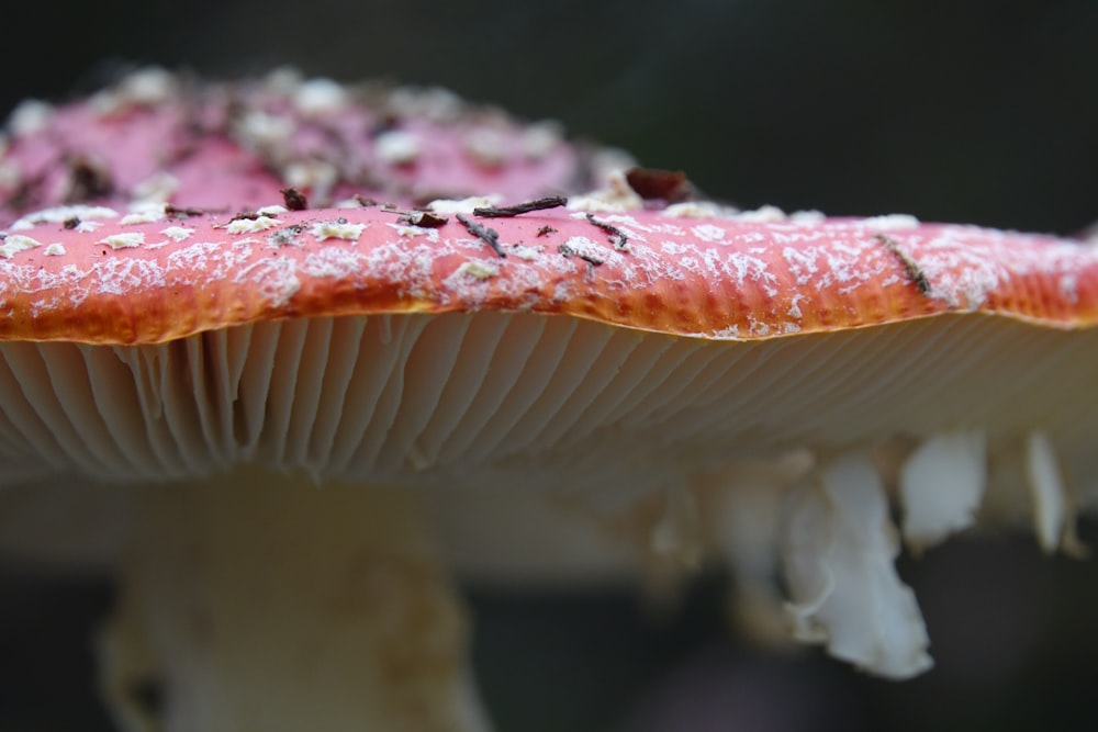 white and red mushroom in close up photography