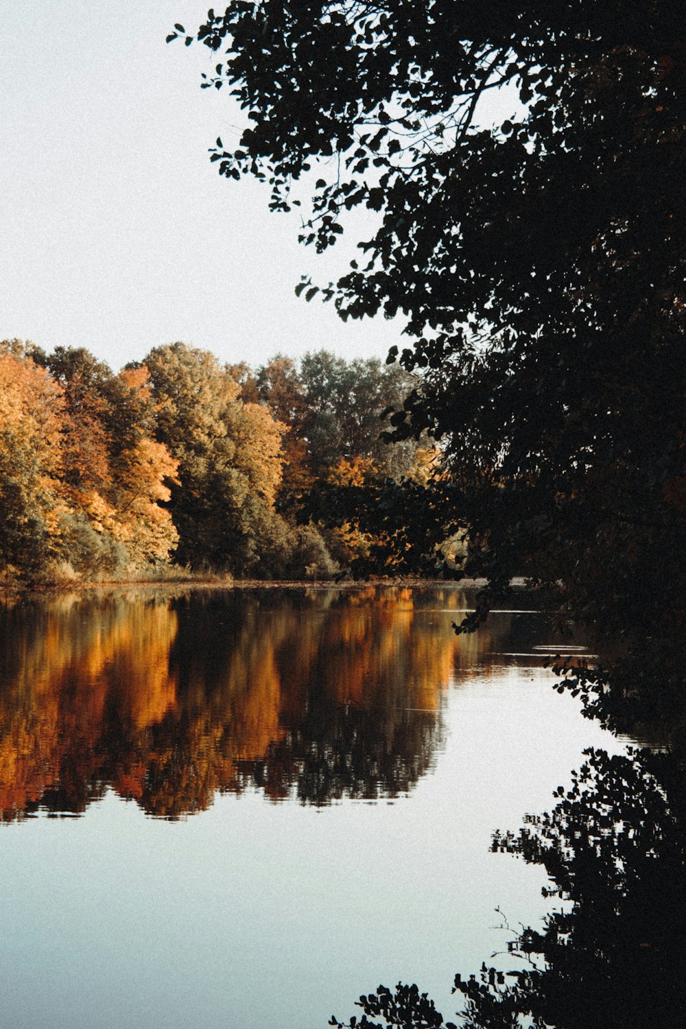 a body of water surrounded by lots of trees