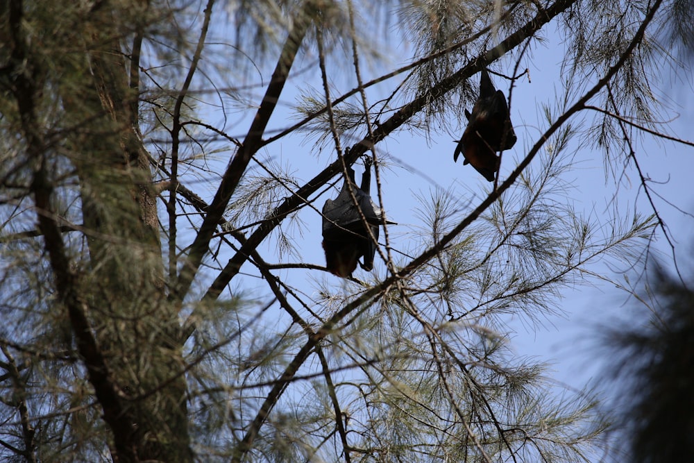 black bird on bare tree during daytime