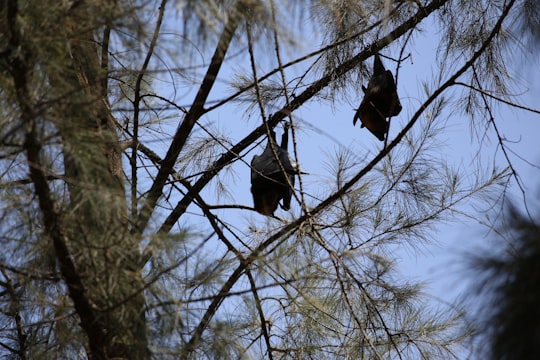 black bird on bare tree during daytime in Tioman Malaysia