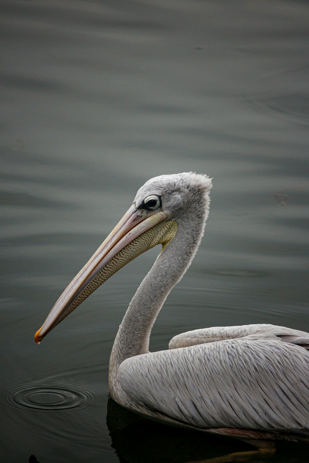 white pelican on body of water during daytime