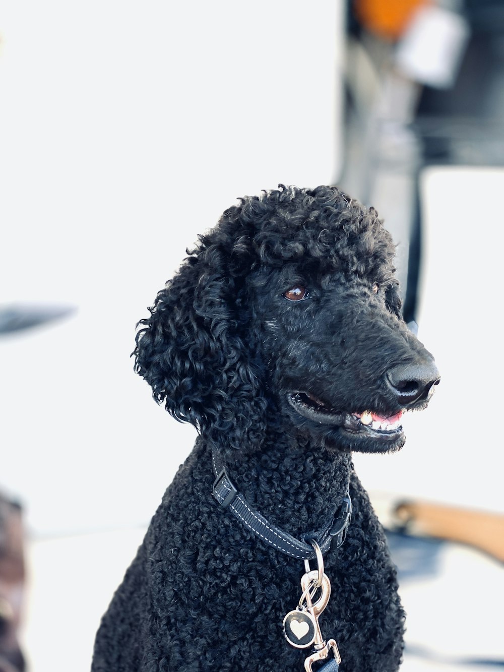 black poodle with brown leash