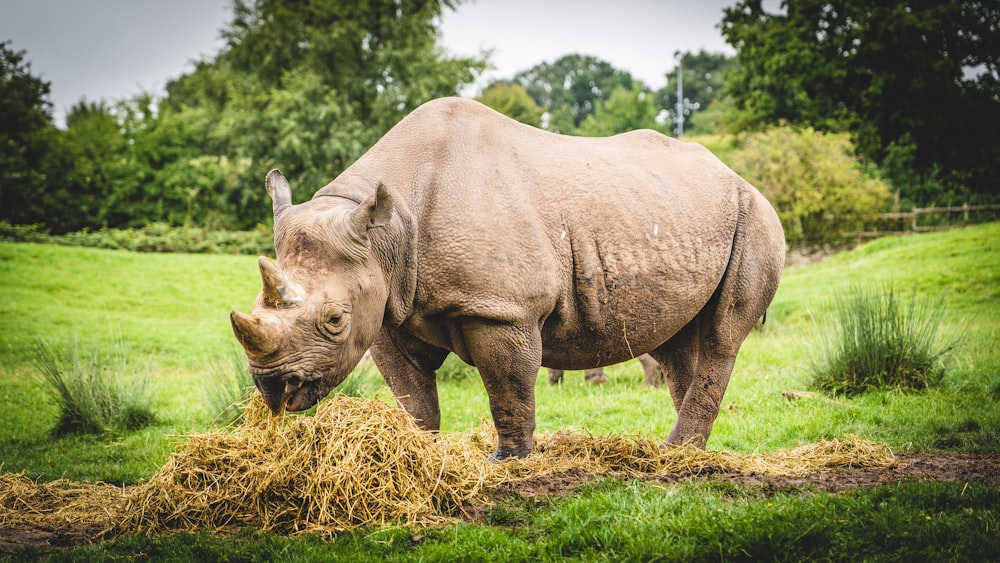 brown rhinoceros on green grass field during daytime