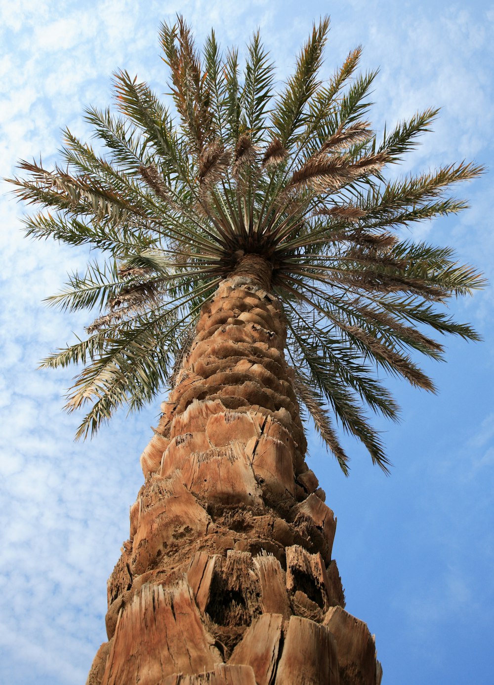 green palm tree near brown rock formation during daytime