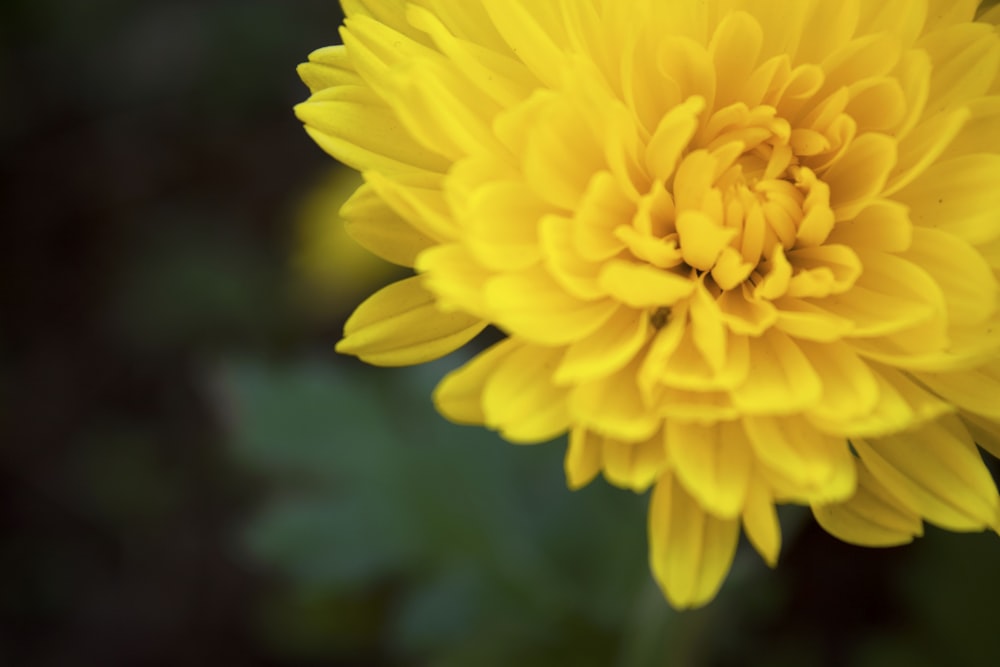 yellow flower in tilt shift lens