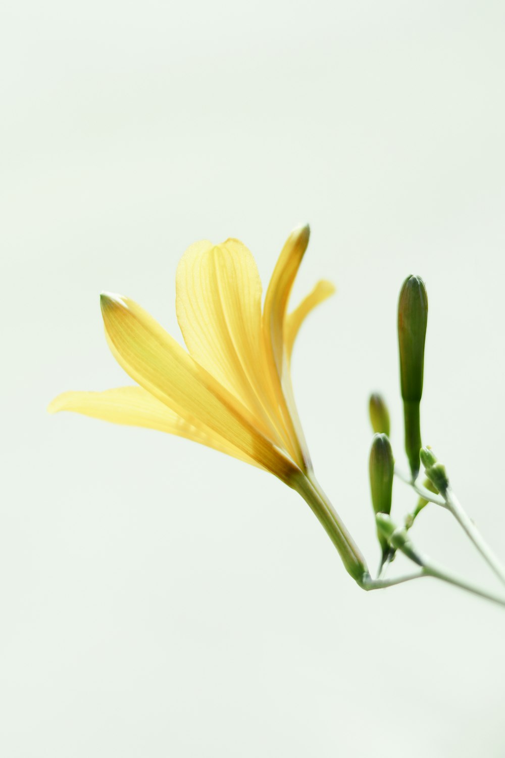 fleur jaune avec tige verte