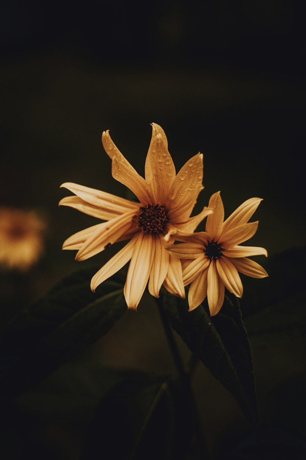 white and yellow flower in close up photography