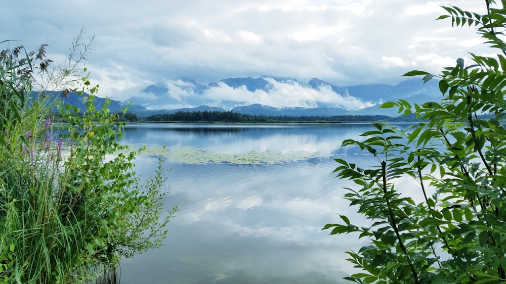 green trees near lake under white clouds during daytime