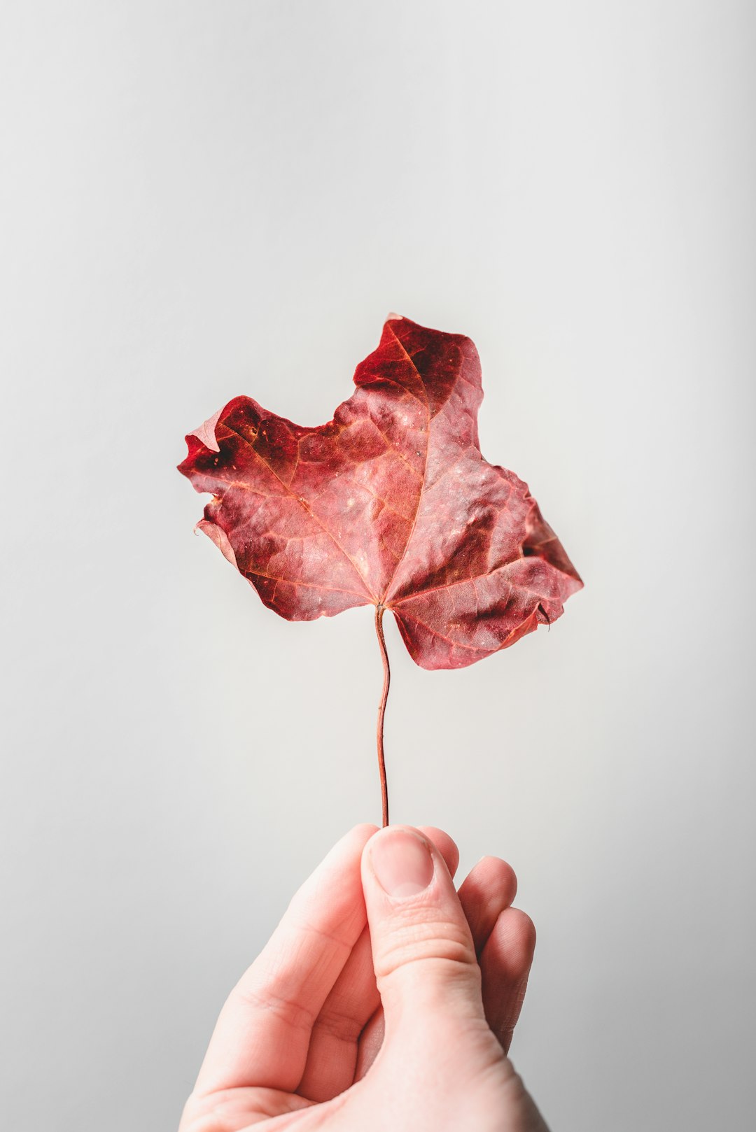 person holding red maple leaf