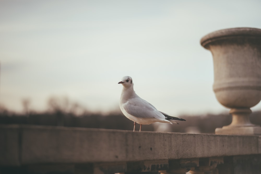 white and gray bird on brown wooden fence during daytime