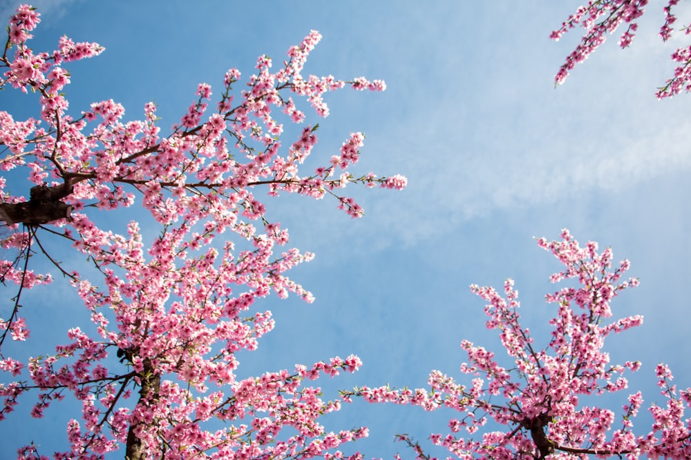 pink cherry blossom tree under blue sky