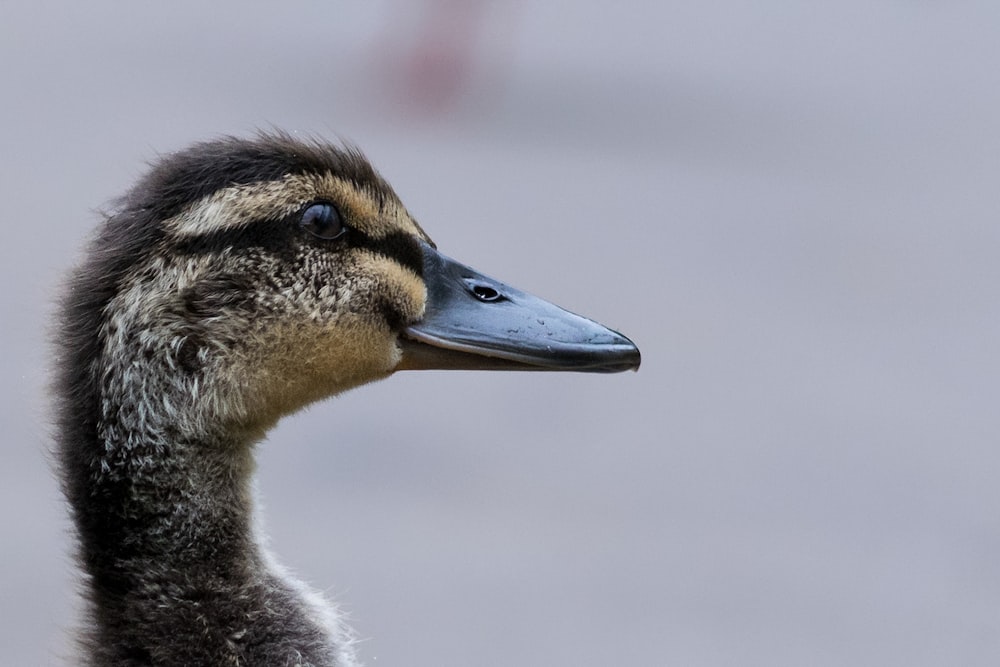 brown and black duck in close up photography