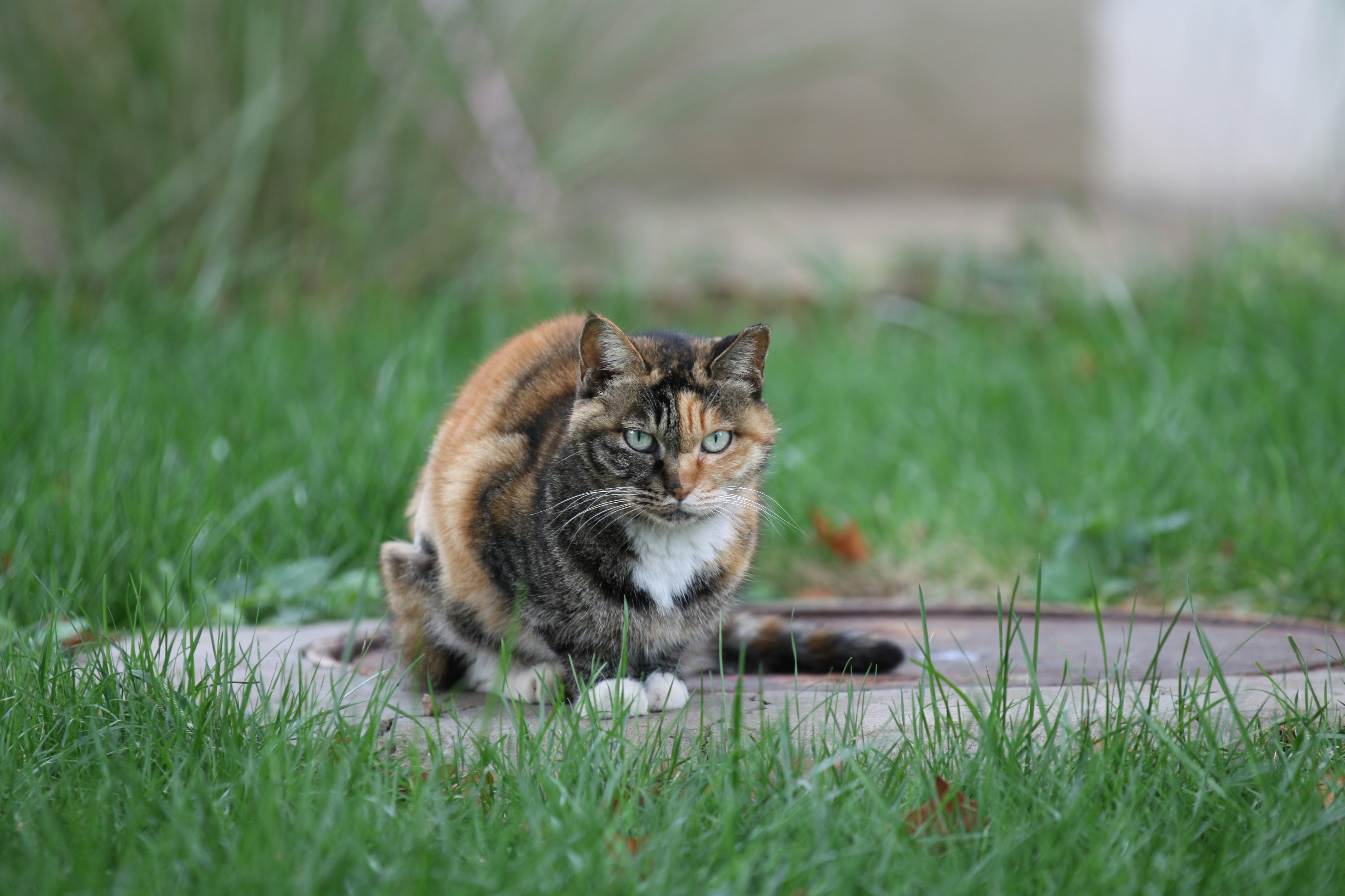 Brown black and white cat on green grass during daytime photo – Free ...