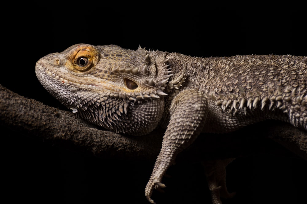 brown and black bearded dragon