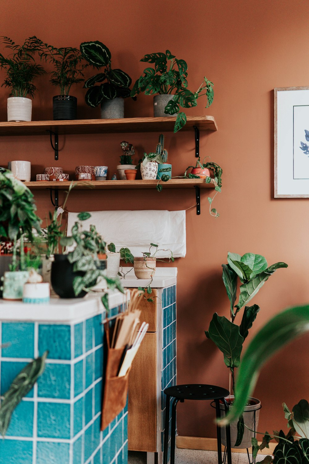 green potted plant on brown wooden shelf