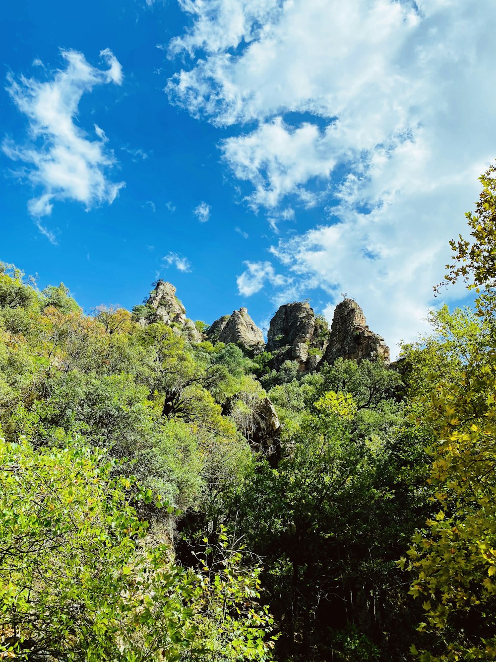 green trees under blue sky during daytime