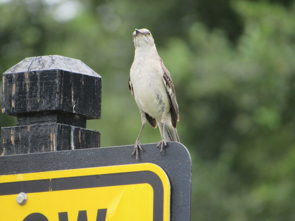 pássaro amarelo e cinzento na cerca de madeira marrom