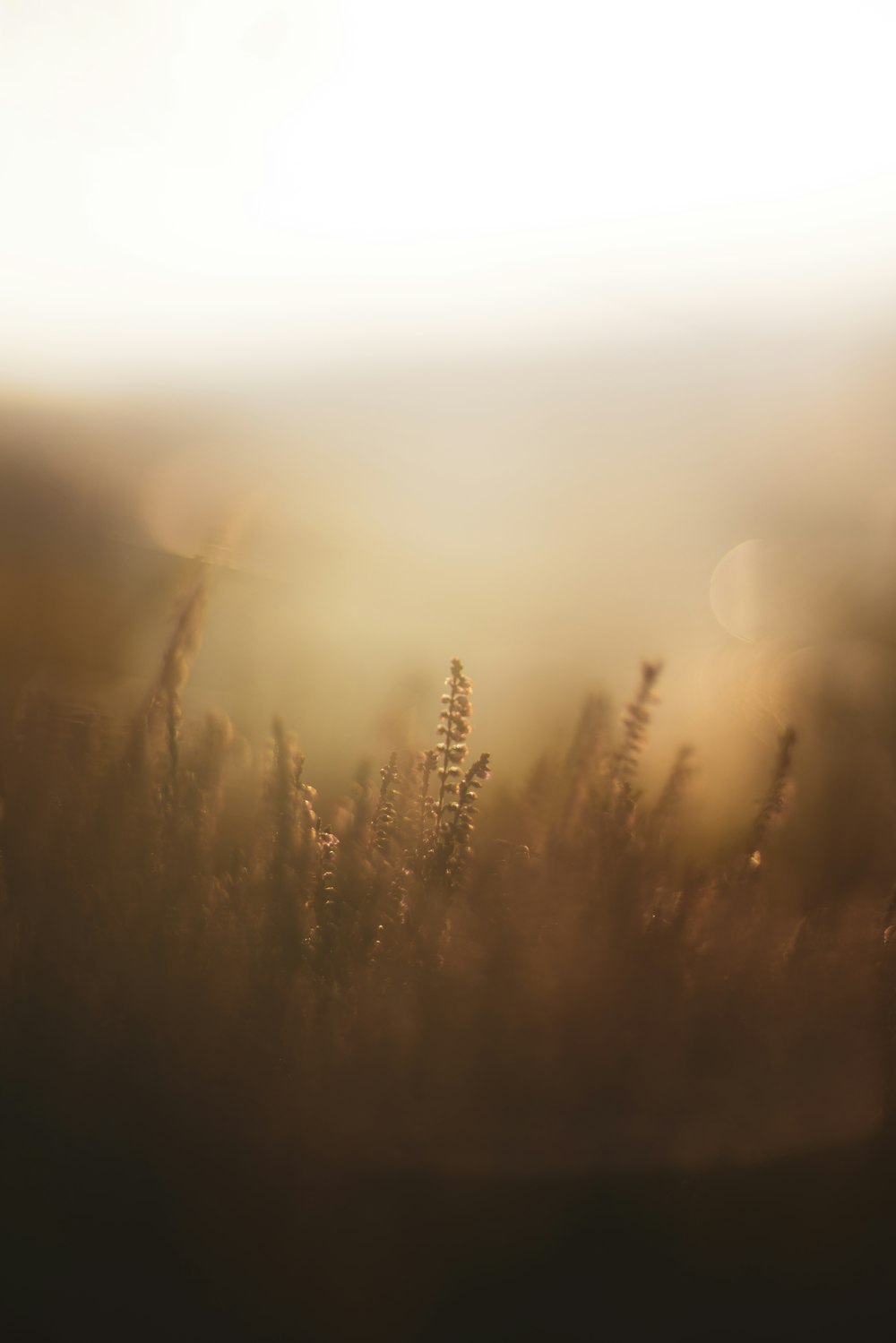 brown grass field during daytime