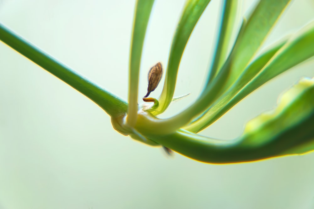 water drop on green plant