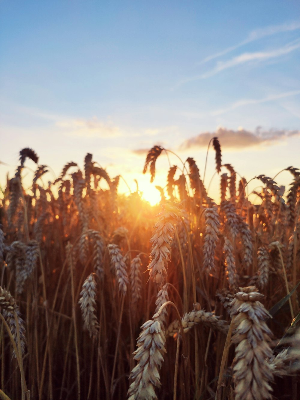 brown wheat field during sunset