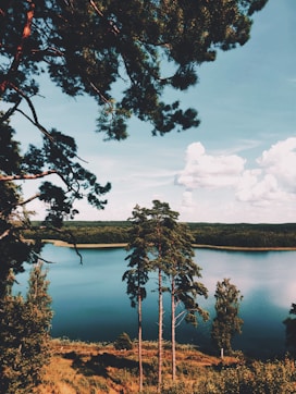green trees near body of water under white clouds and blue sky during daytime