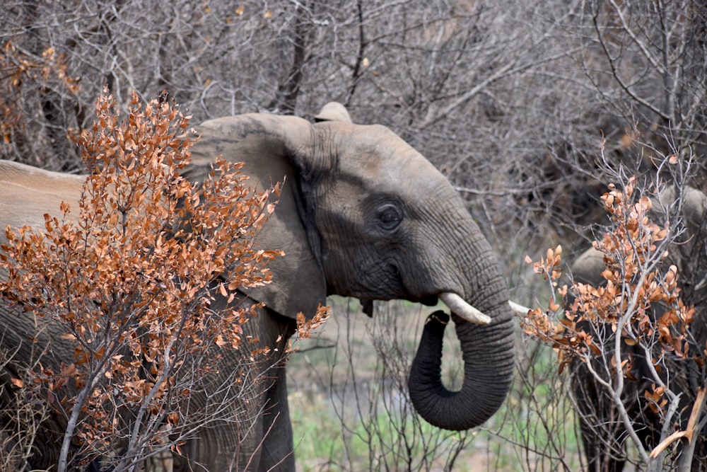 Grauer Elefant steht tagsüber auf grünem Rasen