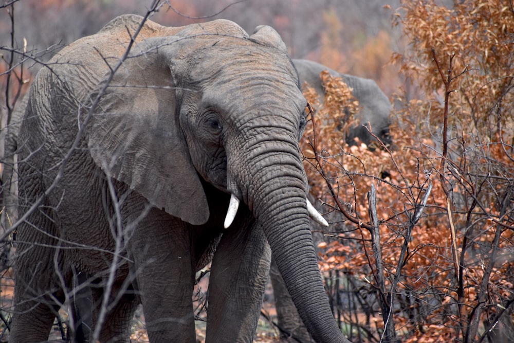 elephant eating dried leaves during daytime