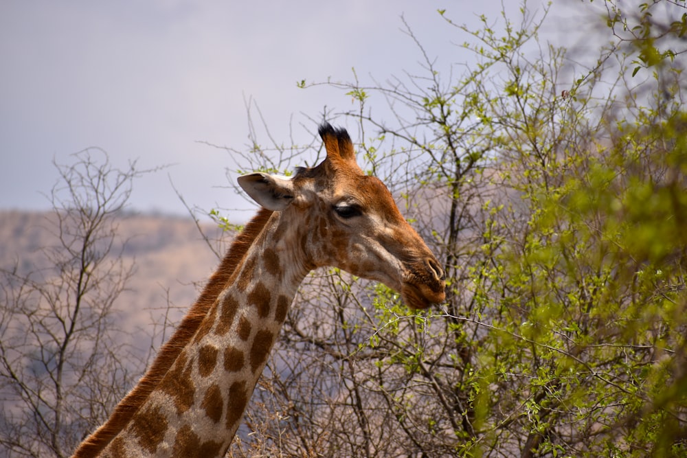 giraffe eating green grass during daytime