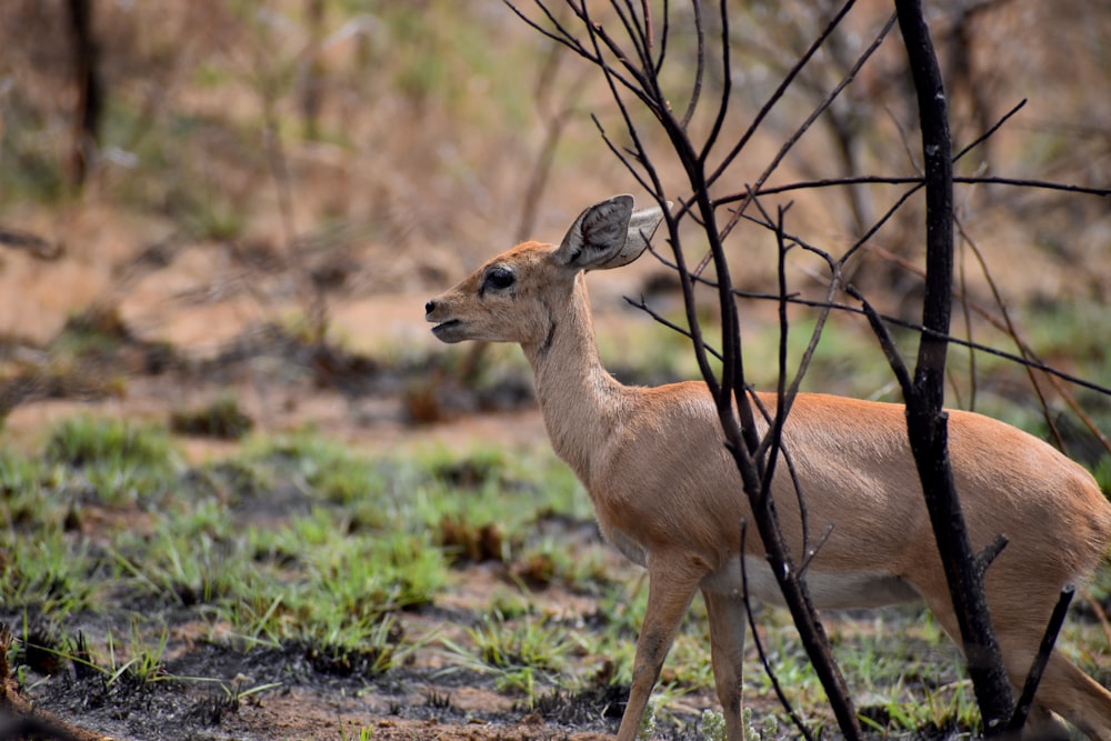 brown deer on green grass during daytime