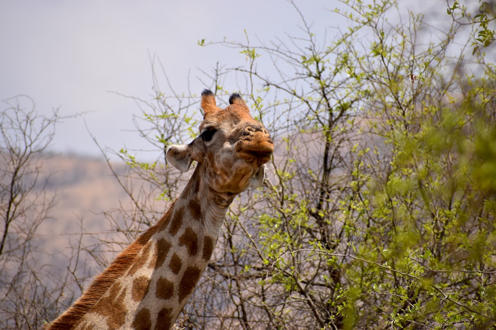 giraffe eating green leaves during daytime