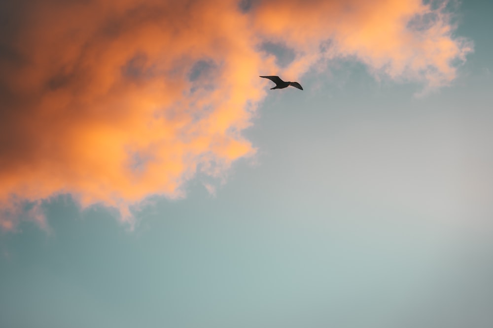 silhouette of bird flying under orange clouds