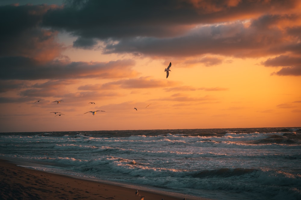 Pájaros volando sobre el mar durante la puesta de sol