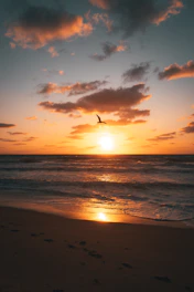 birds flying over the sea during sunset