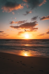 birds flying over the sea during sunset