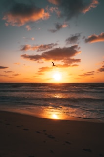 birds flying over the sea during sunset