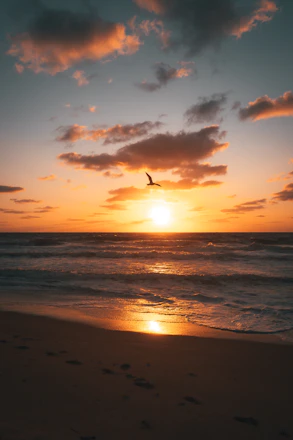 birds flying over the sea during sunset